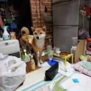 ナナミ【FG系列】 愛犬家のなおです☺️ デリぽちゃin宇都宮店