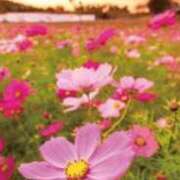 ヒメ日記 2025/10/03 22:12 投稿 茜美沙(あかねみさ) 東京ヒストリー　秘密の約束