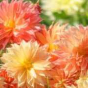 ヒメ日記 2025/10/11 23:52 投稿 茜美沙(あかねみさ) 東京ヒストリー　秘密の約束