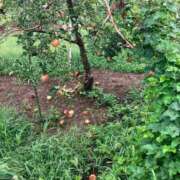 ももえ おはようございます 取手人妻快速