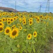 ヒメ日記 2025/09/07 12:15 投稿 ノゾミ Aroma De Pari（アロマ・デ・パリ）