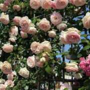 ヒメ日記 2025/09/08 20:15 投稿 ノゾミ Aroma De Pari（アロマ・デ・パリ）