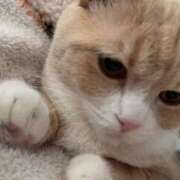 ヒメ日記 2025/09/17 22:55 投稿 のあ 素人巨乳ちゃんこ「東千葉店」