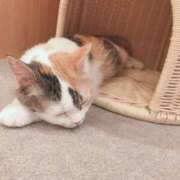 よしの 出勤しました！ 待ちナビ