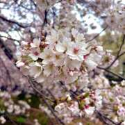 ヒメ日記 2026/04/05 09:28 投稿 羽川みう ミセスハンズ