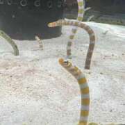 ヒメ日記 2025/12/24 01:11 投稿 りんか Evolution1st ミナミ谷九店