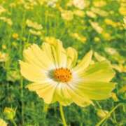 ヒメ日記 2025/10/01 21:22 投稿 ゆず 取手人妻快速