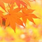 ゆず 久しぶりに出勤します♡ 取手人妻快速