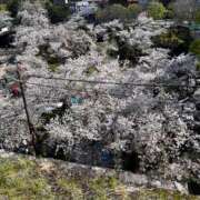 そら・SP 確認してね📢 やまとなでしこ桜組