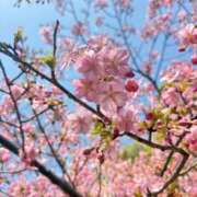 ヒメ日記 2026/03/11 12:53 投稿 水城すみれ 皇帝別館（こうていべっかん）