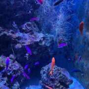 ヒメ日記 2025/09/08 23:20 投稿 こひな 京都出張メンズエステChou Chou（シュシュ)