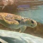 ヒメ日記 2025/10/16 18:41 投稿 新人・樹里(じゅり) グランドオペラ福岡