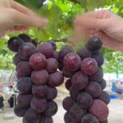 ヒメ日記 2025/10/02 18:36 投稿 りず 吉原ファーストレディ