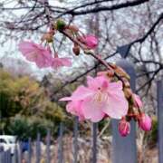 ヒメ日記 2026/01/21 19:51 投稿 さくら 沼津人妻花壇