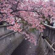 ヒメ日記 2026/01/27 18:03 投稿 さくら 沼津人妻花壇