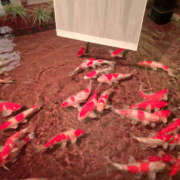 ヒメ日記 2026/01/23 10:21 投稿 るみな NEW GENERATION