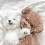 ヒメ日記 2025/11/17 03:55 投稿 Madonna【マドンナ】 Evolution 2nd