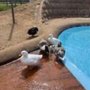 ヒメ日記 2025/09/08 08:03 投稿 こなつ ぽっちゃり巨乳素人専門 埼玉越谷ちゃんこ