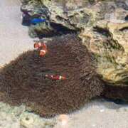 ヒメ日記 2025/12/28 21:07 投稿 浜園ゆう子 五十路マダム 博多店