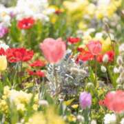 ヒメ日記 2026/03/20 12:20 投稿 浜園ゆう子 五十路マダム 博多店