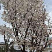 ヒメ日記 2026/03/30 12:17 投稿 浜園ゆう子 五十路マダム 博多店