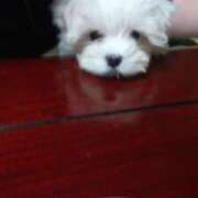 ヒメ日記 2025/12/09 12:15 投稿 武田静香 五十路マダム 沼津店(カサブランカグループ)