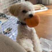 ヒメ日記 2025/10/16 17:24 投稿 あいす 白いぽっちゃりさん