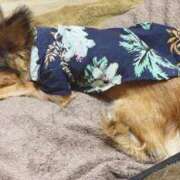 ヒメ日記 2025/09/16 00:19 投稿 ななお 小田原人妻城