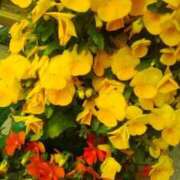 ヒメ日記 2025/10/09 10:46 投稿 笹木 MCロイヤル