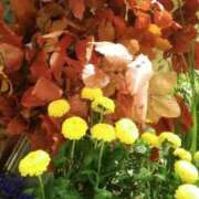 ヒメ日記 2025/10/11 07:36 投稿 笹木 MCロイヤル