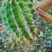 ヒメ日記 2025/11/04 08:36 投稿 笹木 MCロイヤル