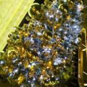 ヒメ日記 2025/11/21 07:16 投稿 笹木 MCロイヤル