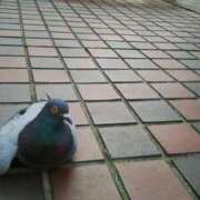 ヒメ日記 2026/01/11 10:26 投稿 笹木 MCロイヤル