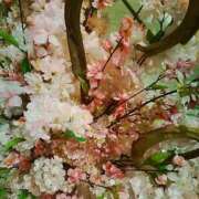 ヒメ日記 2026/03/17 09:46 投稿 笹木 MCロイヤル