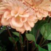 ヒメ日記 2026/04/01 07:36 投稿 笹木 MCロイヤル