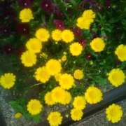 ヒメ日記 2026/04/21 07:46 投稿 笹木 MCロイヤル