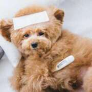 ヒメ日記 2025/09/29 07:54 投稿 吉永のぞみ イエスグループ熊本 華女