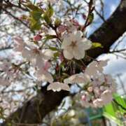 ヒメ日記 2026/03/27 22:29 投稿 あさみ 熟女ばかり