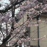 ヒメ日記 2026/03/29 18:03 投稿 あさみ 熟女ばかり