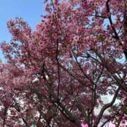 ヒメ日記 2026/04/10 23:13 投稿 あさみ 熟女ばかり