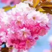 ヒメ日記 2026/04/24 20:33 投稿 あさみ 熟女ばかり