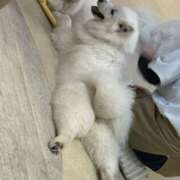 ヒメ日記 2025/11/14 21:14 投稿 生駒さや 五反田ヒーローズ（ユメオト）