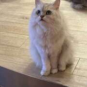 ヒメ日記 2025/11/22 03:46 投稿 生駒さや 五反田ヒーローズ（ユメオト）