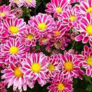 ヒメ日記 2025/09/13 09:38 投稿 ゆりか 待ちナビ