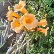 ヒメ日記 2025/10/02 01:45 投稿 ゆりか 待ちナビ