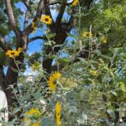 ヒメ日記 2025/09/07 19:48 投稿 大森　さよ ギン妻パラダイス 谷九店