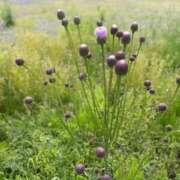 ヒメ日記 2025/09/10 17:58 投稿 ななせ 熟女の風俗最終章 沼津店