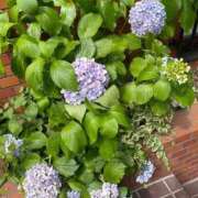 ヒメ日記 2025/10/04 21:58 投稿 ななせ 熟女の風俗最終章 沼津店