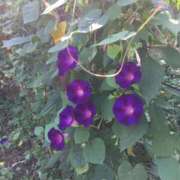 ヒメ日記 2025/10/26 10:28 投稿 ななせ 熟女の風俗最終章 沼津店