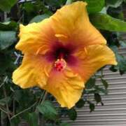 ヒメ日記 2025/11/13 21:08 投稿 ななせ 熟女の風俗最終章 沼津店